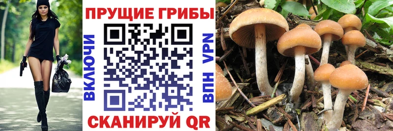 KRAKEN ТОР  Рассказово  Псилоцибиновые грибы Magic Shrooms  купить наркотики цена 